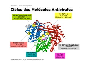 Hépatite C : virus et marqueurs


Cibles des Molécules Antivirales
                                                                                  Site C (Palm)
    Site A (Thumb/fingertips)                                                      (A-837093)
             (JTK-109)                                                        Mutants: 411, 414, 448
      Mutants: 495, 496, 499



                                                A


                                      B                                   E
                                                                    C
                                                              D

   Site B (Thumb)
      HCV-371                                                                     Site E (Finger, hypothetical)
Mutants: 419, 423, 482                                                                       GS-9190
                                                                                      Mutants: 445,448,452

                                  Site D (Palm)
                                    (HCV796)                                   Site Actif
                                  Mutants: 316                                  (R7128)
                                                                              Mutants: 282
Copyright © 2006 Merck & Co., Inc., Whitehouse Station, New Jersey, USA
 