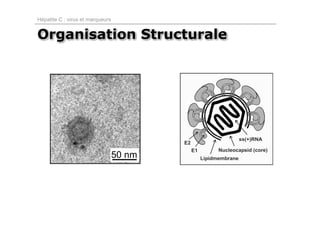 Hépatite C : virus et marqueurs


Organisation Structurale
 