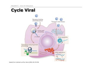 Hépatite C : virus et marqueurs


    Cycle Viral




Adapted from Lindenbach and Rice, Nature (2005), 436: 933‐938.
 
