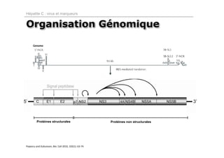 Hépatite C : virus et marqueurs


Organisation Génomique




         Protéines structurales                         Protéines non structurales




Popescu and Dubuisson, Bio. Cell 2010, 102(1): 63‐74.
 