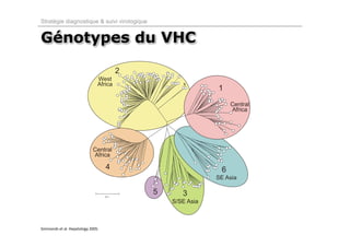 Stratégie diagnostique & suivi virologique


Génotypes du VHC




Simmonds et al. Hepatology 2005. 
 