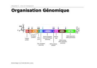 Hépatite C : virus et marqueurs


Organisation Génomique




Bartenschlager et al, Trends Microbiol, in press.
 