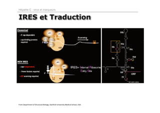 Hépatite C : virus et marqueurs


IRES et Traduction




From Department of Structural Biology, Stanford University Medical School, USA.
 