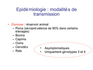 Epidémiologie : modalités de transmission Zoonose  : réservoir animal Porcs (séroprévalence de 90% dans certains élevages) Bovins Caprins Ovins Cervidés Rats Asymptomatiques Uniquement génotypes 3 et 4 