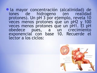 la mayor concentración (alcalinidad) de
iones de hidrogeno (en realidad
protones). Un pH 3 por ejemplo, revela 10
veces menos protones que un pH2 y 100
veces menos protones que un pH1. El pH
obedece pues, a un crecimiento
exponencial con base 10. Recuerde el
lector a los ciclos:
 