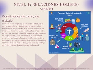 N I V E L 4 : R E L A C I O N E S H O M B R E -
M E D I O
Condiciones de vida y de
trabajo
La vivienda, el empleo y la educación adecuados
son prerrequisitos básicos para la salud de las
poblaciones. La vivienda, más allá de asegurar un
ambiente físico apropiado incluye la composición,
estructura, dinámica familiar y vecinal y los patrones
de segregación social. El empleo, la calidad del
ambiente de trabajo, la seguridad física, mental y
social en la actividad laboral, incluso la capacidad de
control sobre las demandas y presiones de trabajo
son importantes determinantes de la salud.
L O S D E T E R M I N A N T E S S O C I A L E S D E L A S A L U D Y L A S F U N C I O N E S E S E N C I A L E S D E L A S A L U D P Ú B L I C A S O C I A L P A L A B R A S C L A V E F A C T O R E S B I O L Ó G I C O S Y C A U D A L G E N É T I C O . ( N . D . ) .
H T T P S : / / W W W . M E D I G R A P H I C . C O M / P D F S / S A L J A L I S C O / S J - 2 0 1 4 / S J 1 4 1 J . P D F
 