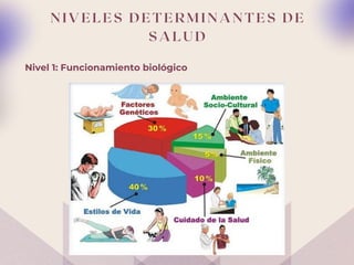 N I V E L E S D E T E R M I N A N T E S D E
S A L U D
Nivel 1: Funcionamiento biológico
 