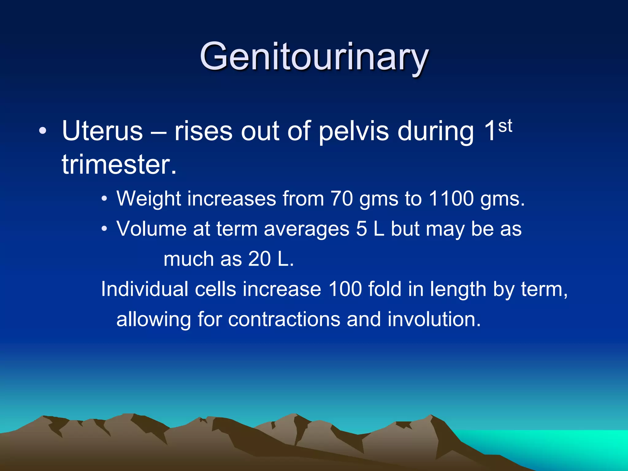 GenitourinaryUterus – rises out of pelvis during 1st trimester.Weight increases from 70 gms to 1100 gms.Volume at term averages 5 L but may be as		much as 20 L.Individual cells increase 100 fold in length by term,	allowing for contractions and involution.