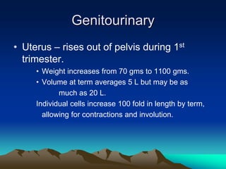 GenitourinaryUterus – rises out of pelvis during 1st trimester.Weight increases from 70 gms to 1100 gms.Volume at term averages 5 L but may be as		much as 20 L.Individual cells increase 100 fold in length by term,	allowing for contractions and involution.