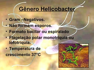 Gênero Helicobacter Gram –Negativos. Não formam esporos. Formato bacilar ou espiralado Flagelação polar monotríquia ou lofotríquia. Temperatura de  crescimento 37°C 