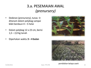 3.a. PESEMAIAN AWAL
(prenursery)
• Dederan (prenursery), tunas →
ditanam dalam polybag sampai
bibit berdaun 4 – 5 helai
• Dalam polybag 12 x 23 cm, berisi
1,5 – 2,0 kg tanah
• Diperlukan waktu 3 – 4 bulan
01/06/2016 Dept. PTN-IPB 10
pembibitan kelapa sawit
 