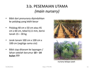 3.b. PESEMAIAN UTAMA
(main nursery)
• Bibit dari prenursery dipindahkan
ke polybag yang lebih besar
• Polybag 40 cm x 50 cm atau 45
cm x 60 cm, tebal 0,11 mm, berisi
tanah 15 – 30 kg
• Jarak tanam 100 cm x 100 cm x
100 cm (segitiga sama sisi)
• Bibit siap ditanam ke lapangan /
lahan setelah berumur 10 – 14
bulan ???
01/06/2016 Dept. PTN-IPB 11
nursery kelapa sawit
 