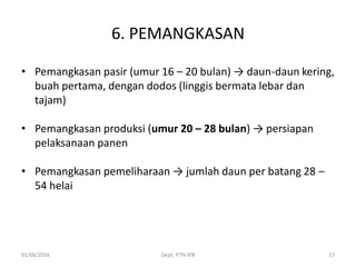 6. PEMANGKASAN
• Pemangkasan pasir (umur 16 – 20 bulan) → daun-daun kering,
buah pertama, dengan dodos (linggis bermata lebar dan
tajam)
• Pemangkasan produksi (umur 20 – 28 bulan) → persiapan
pelaksanaan panen
• Pemangkasan pemeliharaan → jumlah daun per batang 28 –
54 helai
01/06/2016 Dept. PTN-IPB 17
 