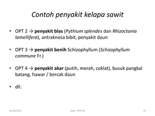 Contoh penyakit kelapa sawit
• OPT 2 → penyakit blas (Pythium splendes dan Rhizoctonia
lamellifera), antraknosa bibit, penyakit daun
• OPT 3 → penyakit benih Schizophyllum (Schizophyllum
commune Fr.)
• OPT 4 → penyakit akar (putih, merah, coklat), busuk pangkal
batang, hawar / bercak daun
• dll.
01/06/2016 Dept. PTN-IPB 19
 