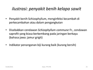 ilustrasi: penyakit benih kelapa sawit
• Penyakit benih Schizophyllum, menginfeksi kecambah di
perkecambahan atau dalam pengangkutan
• Disebabkan cendawan Schizophyllum commune Fr., cendawan
saprofit yang biasa berkembang pada jaringan berkayu
(bahasa jawa: jamur grigit)
• Indikator penanganan biji kurang baik (kurang bersih)
01/06/2016 Dept. PTN-IPB 25
 