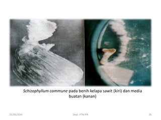01/06/2016 Dept. PTN-IPB 26
Schizophyllum commune pada benih kelapa sawit (kiri) dan media
buatan (kanan)
 