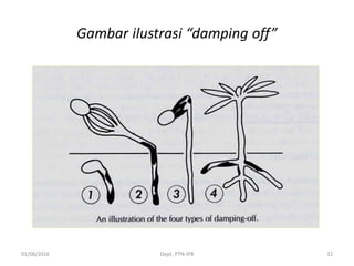 Gambar ilustrasi “damping off”
01/06/2016 Dept. PTN-IPB 32
 