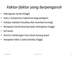 01/06/2016 Dept. PTN-IPB 33
Faktor-faktor yang berpengaruh
• Kelengasan tanah (tinggi)
• Suhu / temperatur (optimum bagi patogen)
• Cahaya matahari (kualitas dan kuantitas kurang)
• Komposisi tanah (kurang tepat, kelengasan tinggi)
• pH tanah
• Nutrisi / kandungan hara tanah kurang tepat
• Kerapatan bibit / semai (terlalu tinggi)
 