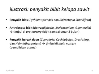 ilustrasi: penyakit bibit kelapa sawit
• Penyakit blas (Pythium splendes dan Rhizoctonia lamellifera)
• Antraknosa bibit (Botryodiplodia, Melanconium, Glomerella)
→ timbul di pre-nursery (bibit sampai umur 3 bulan)
• Penyakit bercak daun (Curvularia, Cochliobolus, Drechslera,
dan Helminthosporium) → timbul di main nursery
(pembibitan utama)
01/06/2016 Dept. PTN-IPB 35
 