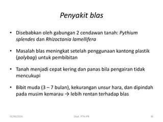 Penyakit blas
• Disebabkan oleh gabungan 2 cendawan tanah: Pythium
splendes dan Rhizoctonia lamellifera
• Masalah blas meningkat setelah penggunaan kantong plastik
(polybag) untuk pembibitan
• Tanah menjadi cepat kering dan panas bila pengairan tidak
mencukupi
• Bibit muda (3 – 7 bulan), kekurangan unsur hara, dan dipindah
pada musim kemarau → lebih rentan terhadap blas
01/06/2016 Dept. PTN-IPB 36
 