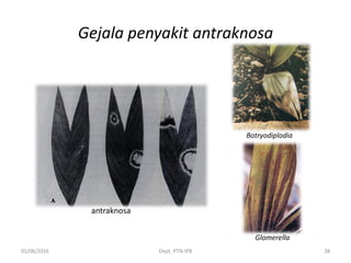 Gejala penyakit antraknosa
01/06/2016 Dept. PTN-IPB 38
antraknosa
Botryodiplodia
Glomerella
 