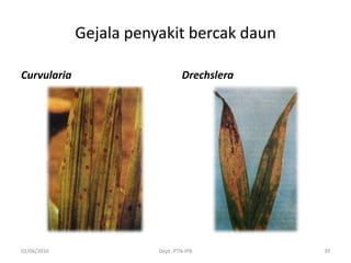Gejala penyakit bercak daun
Curvularia Drechslera
01/06/2016 Dept. PTN-IPB 39
 