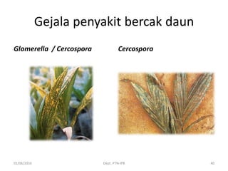 Gejala penyakit bercak daun
Glomerella / Cercospora Cercospora
01/06/2016 Dept. PTN-IPB 40
 