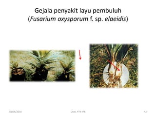 Gejala penyakit layu pembuluh
(Fusarium oxysporum f. sp. elaeidis)
01/06/2016 Dept. PTN-IPB 42
 