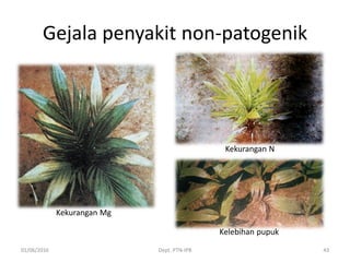 Gejala penyakit non-patogenik
01/06/2016 Dept. PTN-IPB 43
Kekurangan Mg
Kekurangan N
Kelebihan pupuk
 