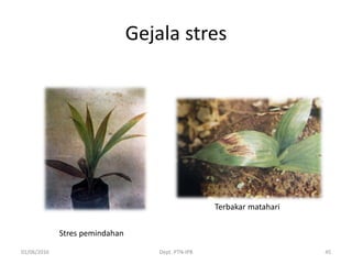Gejala stres
01/06/2016 Dept. PTN-IPB 45
Stres pemindahan
Terbakar matahari
 