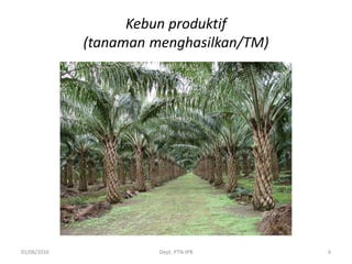 Kebun produktif
(tanaman menghasilkan/TM)
01/06/2016 Dept. PTN-IPB 6
 