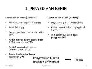 1. PENYEDIAAN BENIH
Syarat pohon induk (Delidura):
• Pertumbuhan vegetatif lambat
• Produksi tinggi
• Persentase buah per tandan 60 –
70%
• Kadar minyak dalam daging buah
± 60%, per tandan 27%
• Bentuk pohon baik, sudut
pelepah tidak sempit
• Tumbuh subur dan bebas
gangguan OPT
Syarat pohon bapak (Pisifera):
• Daya gabung sifat genetik baik
• Kadar minyak dalam daging buah
> 24%
• Tumbuh subur dan bebas
gangguan OPT
01/06/2016 Dept. PTN-IPB 7
Penyerbukan buatan
(assisted pollination)
Tenera
 