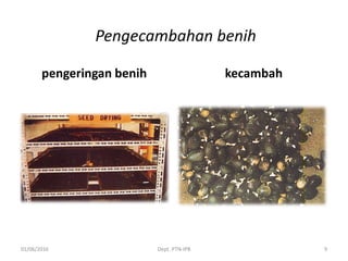 Pengecambahan benih
pengeringan benih kecambah
01/06/2016 Dept. PTN-IPB 9
 