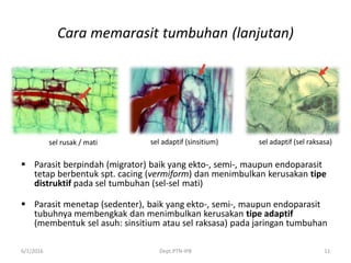 Cara memarasit tumbuhan (lanjutan)
 Parasit berpindah (migrator) baik yang ekto-, semi-, maupun endoparasit
tetap berbentuk spt. cacing (vermiform) dan menimbulkan kerusakan tipe
distruktif pada sel tumbuhan (sel-sel mati)
 Parasit menetap (sedenter), baik yang ekto-, semi-, maupun endoparasit
tubuhnya membengkak dan menimbulkan kerusakan tipe adaptif
(membentuk sel asuh: sinsitium atau sel raksasa) pada jaringan tumbuhan
6/1/2016 Dept.PTN-IPB 11
sel rusak / mati sel adaptif (sinsitium) sel adaptif (sel raksasa)
 