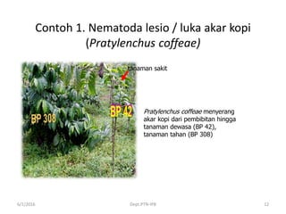 Contoh 1. Nematoda lesio / luka akar kopi
(Pratylenchus coffeae)
6/1/2016 Dept.PTN-IPB 12
tanaman sakit
Pratylenchus coffeae menyerang
akar kopi dari pembibitan hingga
tanaman dewasa (BP 42),
tanaman tahan (BP 308)
 