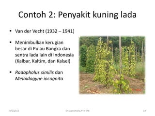 Contoh 2: Penyakit kuning lada
 Van der Vecht (1932 – 1941)
 Menimbulkan kerugian
besar di Pulau Bangka dan
sentra lada lain di Indonesia
(Kalbar, Kaltim, dan Kalsel)
 Radopholus similis dan
Meloidogyne incognita
9/6/2012 Dr.Supramana,PTN-IPB 14
 