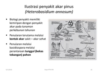 Ilustrasi penyakit akar pinus
(Heterobasidium annosum)
 Biologi penyakit memiliki
kemiripan dengan penyakit
akar pada tanaman
perkebunan tahunan
 Penularan terutama melalui
kontak akar sakit – akar sehat
 Penularan melalui
basidiospora melalui
perantaraan tunggul (bekas
tebangan) pohon
6/1/2016 Dept.PTN-IPB 16
 