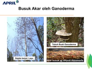 Busuk Akar oleh Ganoderma
Tubuh Buah Ganoderma
Gejala lanjut: Layu
Akar busuk yg diliputi rhizomorfa
merah
 