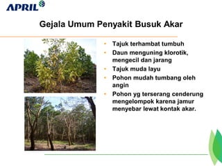 Gejala Umum Penyakit Busuk Akar
• Tajuk terhambat tumbuh
• Daun menguning klorotik,
mengecil dan jarang
• Tajuk muda layu
• Pohon mudah tumbang oleh
angin
• Pohon yg terserang cenderung
mengelompok karena jamur
menyebar lewat kontak akar.
 
