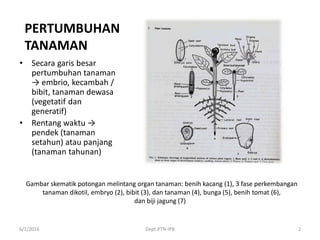 PERTUMBUHAN
TANAMAN
• Secara garis besar
pertumbuhan tanaman
→ embrio, kecambah /
bibit, tanaman dewasa
(vegetatif dan
generatif)
• Rentang waktu →
pendek (tanaman
setahun) atau panjang
(tanaman tahunan)
6/1/2016 Dept.PTN-IPB 2
Gambar skematik potongan melintang organ tanaman: benih kacang (1), 3 fase perkembangan
tanaman dikotil, embryo (2), bibit (3), dan tanaman (4), bunga (5), benih tomat (6),
dan biji jagung (7)
 