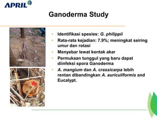 Ganoderma Study
• Identifikasi spesies: G. philippii
• Rata-rata kejadian: 7.9%; meningkat seiring
umur dan rotasi
• Menyebar lewat kontak akar
• Permukaan tunggul yang baru dapat
diinfeksi spora Ganoderma
• A. mangium dan A. crassicarpa lebih
rentan dibandingkan A. auriculiformis and
Eucalypt.
 