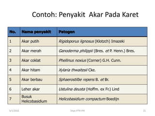 Contoh: Penyakit Akar Pada Karet
No. Nama penyakit Patogen
1 Akar putih Rigidoporus lignosus (Klotzch) Imazeki
2 Akar merah Ganoderma philippii (Bres. et P. Henn.) Bres.
3 Akar coklat Phellinus noxius (Corner) G.H. Cunn.
4 Akar hitam Xylaria thwaitesii Cke.
5 Akar berbau Sphaerostilbe repens B. et Br.
6 Leher akar Ustulina deusta (Hoffm. ex Fr.) Lind
7
Busuk
Helicobasidium
Helicobasidium compactum Boedijn
6/1/2016 Dept.PTN-IPB 21
 