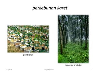 perkebunan karet
6/1/2016 Dept.PTN-IPB 22
pembibitan
tanaman produksi
 