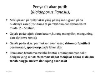 Penyakit akar putih
(Rigidoporus lignosus)
 Merupakan penyakit akar yang paling merugikan pada
budidaya karet (terutama di pembibitan dan kebun karet
muda: 2 – 5 tahun)
 Gejala pada tajuk: daun kusam,kurang mengkilat, menguning,
dan akhirnya rontok
 Gejala pada akar: permukaan akar kasar, rhizomorf putih di
permukaan, sporokarp pada leher akar
 Penularan terutama melalui kontak antara tanaman sakit
dengan yang sehat: rhizomorf dapat menjalar bebas di dalam
tanah hingga 180 cm dari ujung akar sakit
6/1/2016 Dept.PTN-IPB 23
 