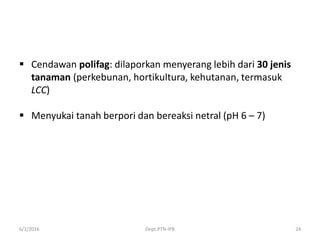  Cendawan polifag: dilaporkan menyerang lebih dari 30 jenis
tanaman (perkebunan, hortikultura, kehutanan, termasuk
LCC)
 Menyukai tanah berpori dan bereaksi netral (pH 6 – 7)
6/1/2016 Dept.PTN-IPB 24
 