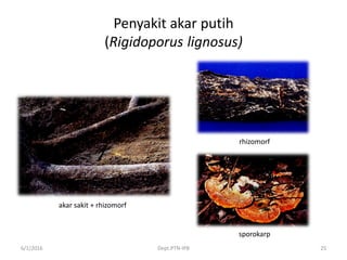 Penyakit akar putih
(Rigidoporus lignosus)
6/1/2016 Dept.PTN-IPB 25
akar sakit + rhizomorf
rhizomorf
sporokarp
 