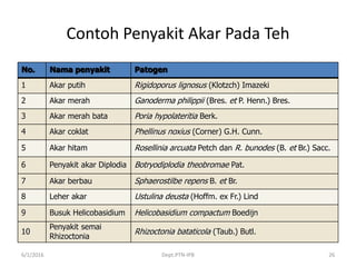 Contoh Penyakit Akar Pada Teh
No. Nama penyakit Patogen
1 Akar putih Rigidoporus lignosus (Klotzch) Imazeki
2 Akar merah Ganoderma philippii (Bres. et P. Henn.) Bres.
3 Akar merah bata Poria hypolateritia Berk.
4 Akar coklat Phellinus noxius (Corner) G.H. Cunn.
5 Akar hitam Rosellinia arcuata Petch dan R. bunodes (B. et Br.) Sacc.
6 Penyakit akar Diplodia Botryodiplodia theobromae Pat.
7 Akar berbau Sphaerostilbe repens B. et Br.
8 Leher akar Ustulina deusta (Hoffm. ex Fr.) Lind
9 Busuk Helicobasidium Helicobasidium compactum Boedijn
10
Penyakit semai
Rhizoctonia
Rhizoctonia bataticola (Taub.) Butl.
6/1/2016 Dept.PTN-IPB 26
 