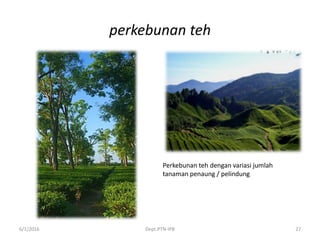 perkebunan teh
6/1/2016 Dept.PTN-IPB 27
Perkebunan teh dengan variasi jumlah
tanaman penaung / pelindung
 