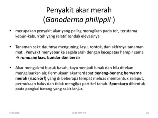 Penyakit akar merah
(Ganoderma philippii )
 merupakan penyakit akar yang paling merugikan pada teh, terutama
kebun-kebun teh yang relatif rendah elevasinya
 Tanaman sakit daunnya menguning, layu, rontok, dan akhirnya tanaman
mati. Penyakit menyebar ke segala arah dengan kecepatan hampir sama
→ rumpang luas, bundar dan bersih
 Akar mengalami busuk basah, kayu menjadi lunak dan bila ditekan
mengeluarkan air. Permukaan akar terdapat benang-benang berwarna
merah (rizomorf) yang di beberapa tempat meluas membentuk selaput,
permukaan halus dan tidak mengikat partikel tanah. Sporokarp dibentuk
pada pangkal batang yang sakit lanjut.
6/1/2016 Dept.PTN-IPB 28
 