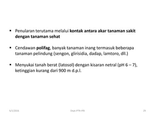  Penularan terutama melalui kontak antara akar tanaman sakit
dengan tanaman sehat
 Cendawan polifag, banyak tanaman inang termasuk beberapa
tanaman pelindung (sengon, glirisidia, dadap, lamtoro, dll.)
 Menyukai tanah berat (latosol) dengan kisaran netral (pH 6 – 7),
ketinggian kurang dari 900 m d.p.l.
6/1/2016 Dept.PTN-IPB 29
 